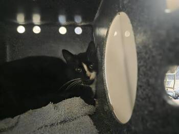 NELLY -  Domestic Medium Hair Cat for Adoption in Kent, Washington - NELLY | PetCurious