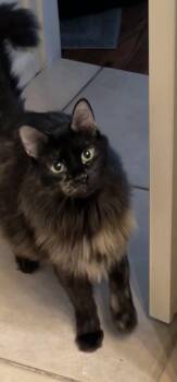 Domestic Medium Hair and Maine Coon Cats Available for Adoption - Clementine | PetCurious