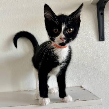 Guava Juice PL -  Domestic Short Hair Cat for Adoption in Union, Missouri - Guava Juice PL | PetCurious