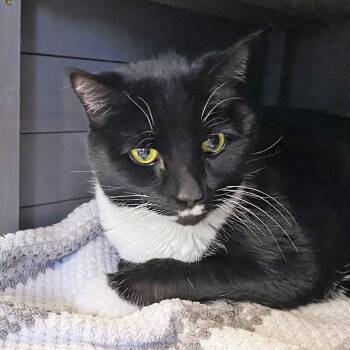 Rescue Domestic Short Hair Cats for Adoption in Falmouth, Massachusetts - Boots | PetCurious