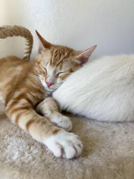 Frankie B -  Domestic Short Hair Cat for Adoption in Davis, California - Frankie B | PetCurious