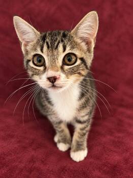 Rukus -  Domestic Short Hair Cat for Adoption in Hardeeville, South Carolina - Rukus | PetCurious