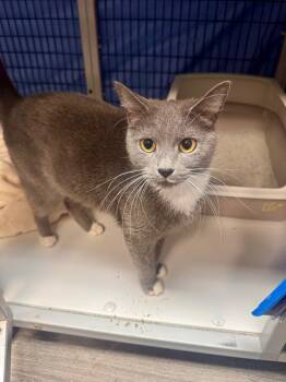 Rescue Domestic Short Hair Cats for Adoption in West Mifflin, Pennsylvania - Ollie | PetCurious