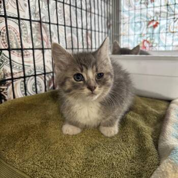 Hypnos -  Domestic Short Hair Cat for Adoption in Milford, Iowa - Hypnos | PetCurious