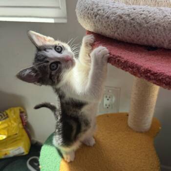 Pepsi -  Domestic Short Hair Cat for Adoption in Spokane, Washington - Pepsi | PetCurious