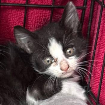 AJ 6602 -  Domestic Short Hair Cat Available for Adoption in Columbus, Georgia - AJ 6602 | PetCurious