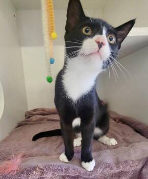 Smokey -  Domestic Short Hair Cat for Adoption in Sunnyvale, Texas - Smokey | PetCurious