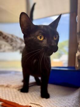 Goblet -  Domestic Short Hair Cat for Adoption in Midland, Michigan - Goblet | PetCurious