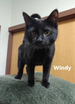 Domestic Short Hair Cats Available for Adoption in Monroe, Ohio - Windy | PetCurious