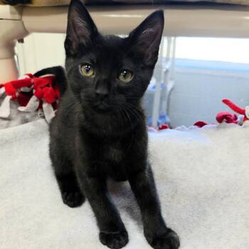 Domestic Short Hair Cats Available for Adoption in Michigan City, Indiana - Crosstrek | PetCurious