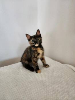 Domestic Short Hair Cats Available for Adoption in Honolulu, Hawaii - Megumin | PetCurious