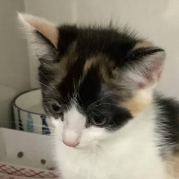 Marigold -  Domestic Short Hair Cat for Adoption in Redwood City, California - Marigold | PetCurious