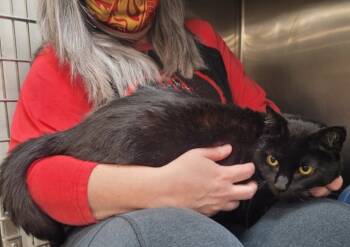 Rescue Domestic Short Hair Cats for Adoption in Ballwin, Missouri - Josie | PetCurious