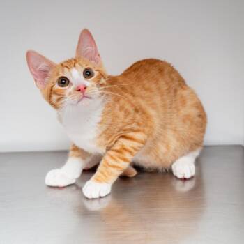 Rolex -  Domestic Short Hair Cat for Adoption in Hattiesburg, Mississippi - Rolex | PetCurious