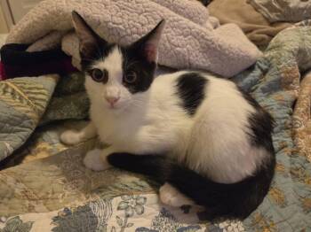 Splat -  Domestic Short Hair Cat for Adoption in Pocatello, Idaho - Splat | PetCurious