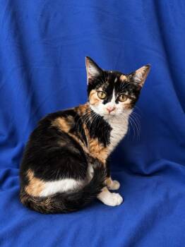 Callie -  Calico Cat for Adoption in Ruston, Louisiana - Callie | PetCurious