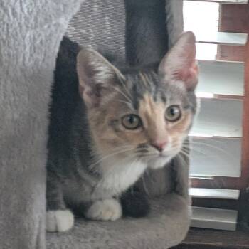 Frito -  Domestic Short Hair Cat for Adoption in Reisterstown, Maryland - Frito | PetCurious