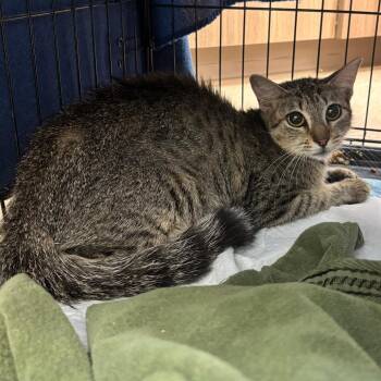 Ashley -  Domestic Short Hair Cat for Adoption in Corpus Christi, Texas - Ashley | PetCurious