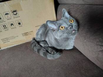 Magnus -  Domestic Short Hair Cat for Adoption in Topeka, Kansas - Magnus | PetCurious