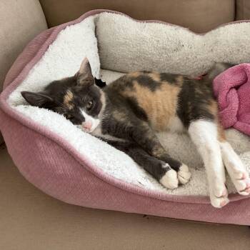 Sprite -  Domestic Short Hair Cat for Adoption in Tampa, Florida - Sprite | PetCurious