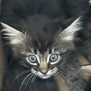 Rescue Domestic Short Hair Cats for Adoption in Midland, Texas - Matty | PetCurious