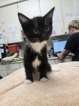 Yukon -  Domestic Short Hair Cat for Adoption in Westland, Michigan - Yukon | PetCurious