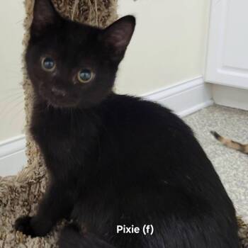 Pixie -  Domestic Short Hair Cat for Adoption in Mazon, Illinois - Pixie | PetCurious