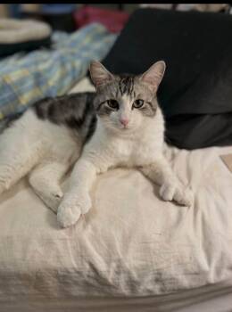 Ozzy -  Extra Toes Cat Hemingway Polydactyl Cat for Adoption in Beverly Hills, California - Ozzy | PetCurious