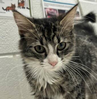 Champ -  Domestic Medium Hair Cat for Adoption in Golden, Colorado - Champ | PetCurious
