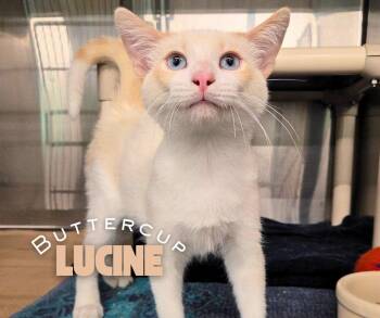 Buttercup Lucine -  Domestic Short Hair and Siamese Cat for Adoption in Nevada, Iowa - Buttercup Lucine | PetCurious