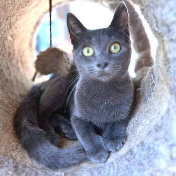 Rescue Domestic Short Hair Cats for Adoption in Rutherfordton, North Carolina - Moonbeam | PetCurious