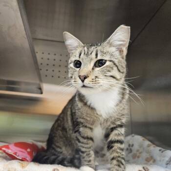 Domestic Short Hair Cats Available for Adoption - Style Profile | PetCurious