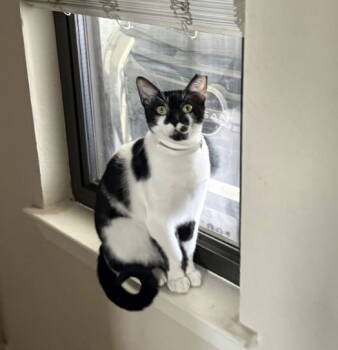 Rescue American Shorthair Cats for Adoption in Dallas, Texas - Sundae (New Digs) | PetCurious