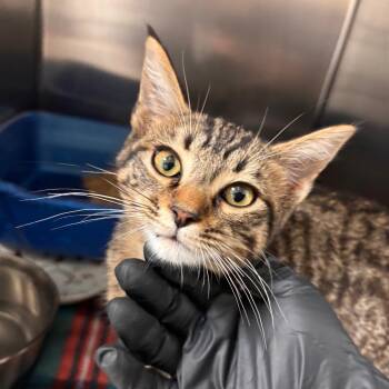 Domestic Short Hair Cats Available for Adoption in Fresno, California - Fit | PetCurious