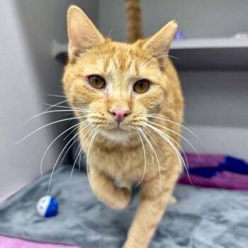 Brinks -  Domestic Short Hair Cat for Adoption in Atlanta, Georgia - Brinks | PetCurious