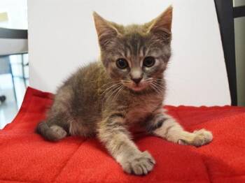 P.J. -  Domestic Short Hair Cat for Adoption in Sacramento, California - P.J. | PetCurious