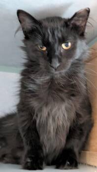 Munchkin -  Domestic Long Hair Cat for Adoption in Papillion, Nebraska - Munchkin | PetCurious