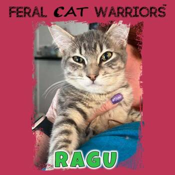 Domestic Short Hair Cats Available for Adoption - Ragu | PetCurious