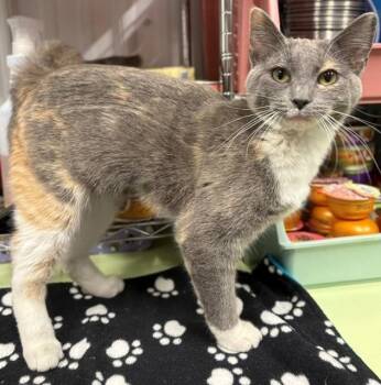 Bonita -  Domestic Short Hair Cat for Adoption in Ladysmith, Wisconsin - Bonita | PetCurious