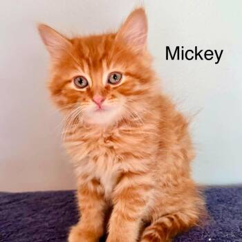 Mickey -  Domestic Short Hair Cat for Adoption in Campton Hills, Illinois - Mickey | PetCurious