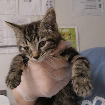 Kitana -  Domestic Medium Hair Cat for Adoption in Charleston, West Virginia - Kitana | PetCurious