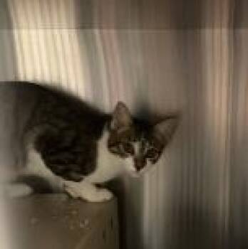 Lola -  Domestic Short Hair Cat for Adoption in Allen, Texas - Lola | PetCurious