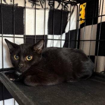 Lock -  Domestic Short Hair Cat for Adoption in Indianapolis, Indiana - Lock | PetCurious