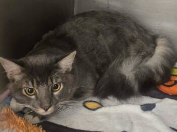 Rescue Domestic Long Hair Cats for Adoption in Anderson, California - Sterling | PetCurious