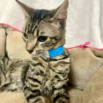 Rescue Domestic Short Hair Cats for Adoption in Melrose, Florida - Scooter | PetCurious