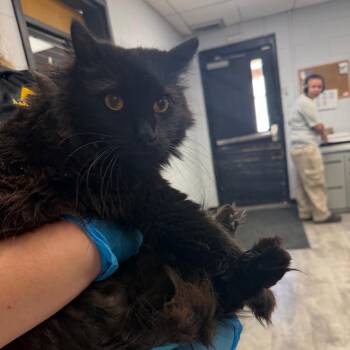 Cuddles -  Domestic Long Hair Cat Available for Adoption in TIMBERCRK CYN, Texas - Cuddles | PetCurious