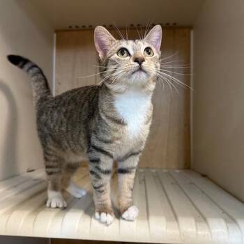Saylor -  Domestic Short Hair Cat for Adoption in Enterprise, Alabama - Saylor | PetCurious