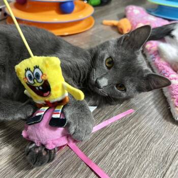 Effie -  Domestic Short Hair Cat for Adoption in Cumming, Georgia - Effie | PetCurious