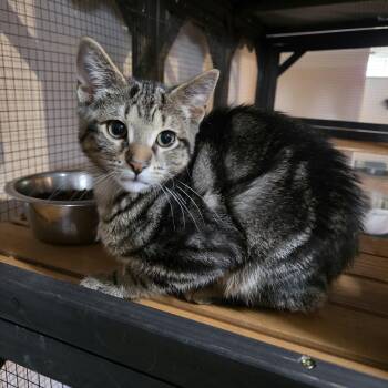 Francis -  Domestic Short Hair Cat for Adoption in Royal Oak, Michigan - Francis | PetCurious