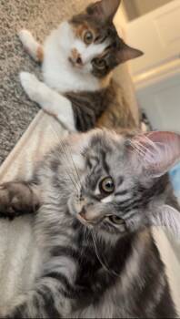 Luna and Rose -  Maine Coon Cat for Adoption in Glenwood City, Wisconsin - Luna And Rose | PetCurious